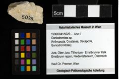 Foto (Objekt + Etiketten) von Goniodromites sp. 